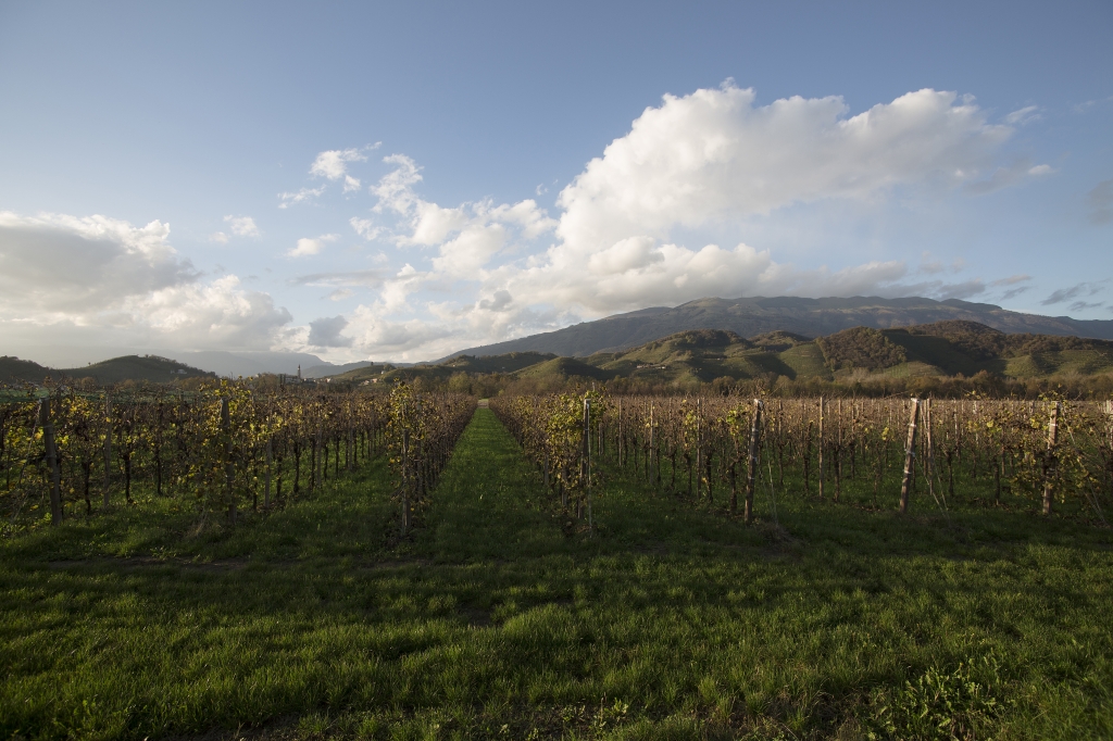 Valdobbiadene #2 (TV)