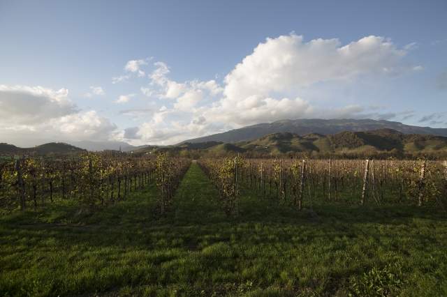 Valdobbiadene #2 (TV)