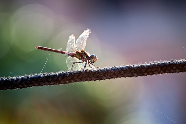 I colori della libellula · marbas1