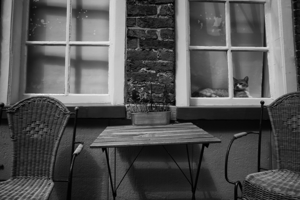 Cat in the window