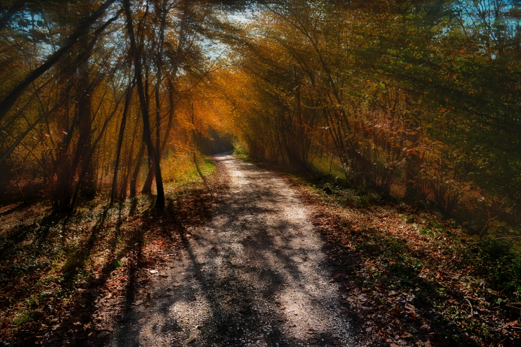 Bosco d'autunno