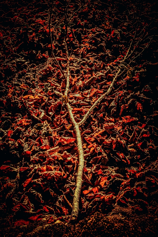 Autunno