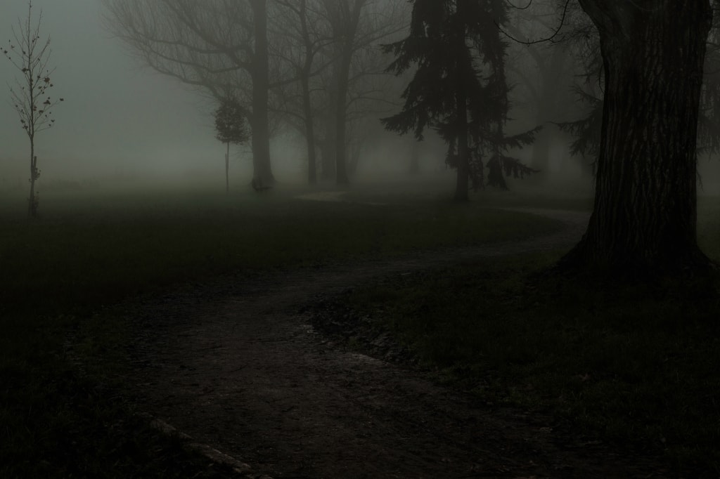 Misty forest