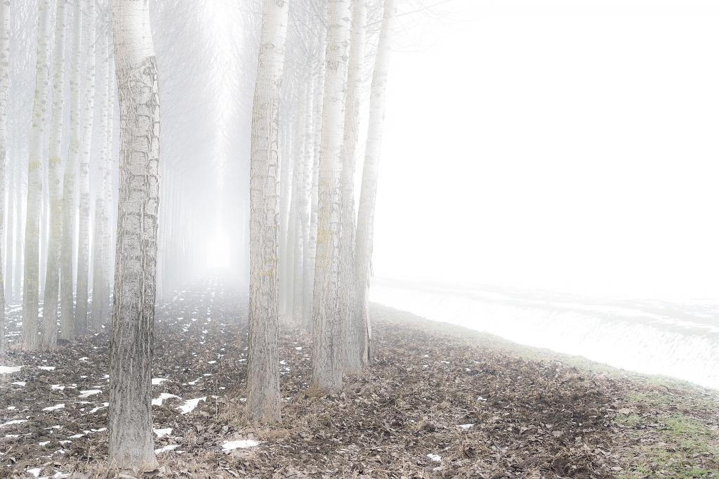 Trees with fog