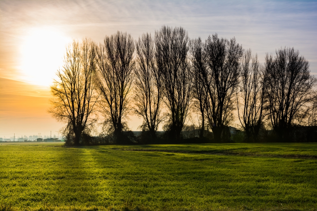 The sun and its trees