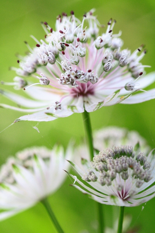 Fiori di campo