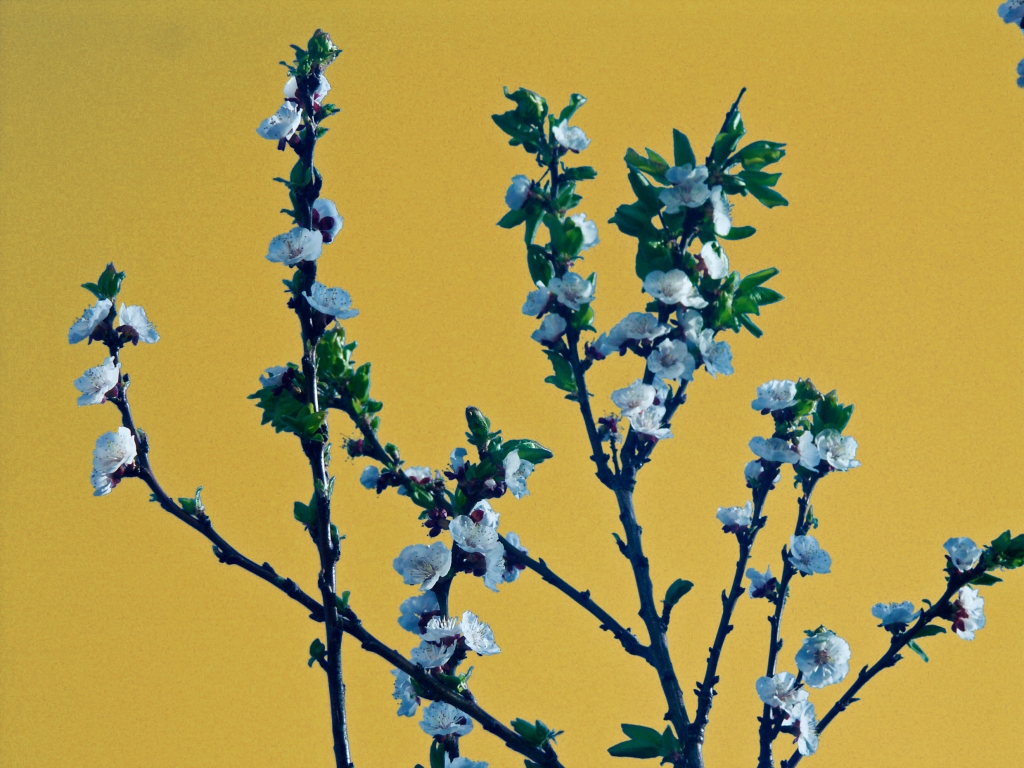 albicocco in fiore