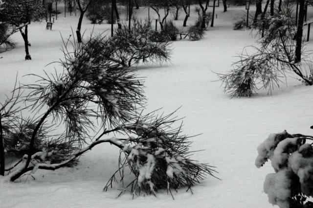 prima neve