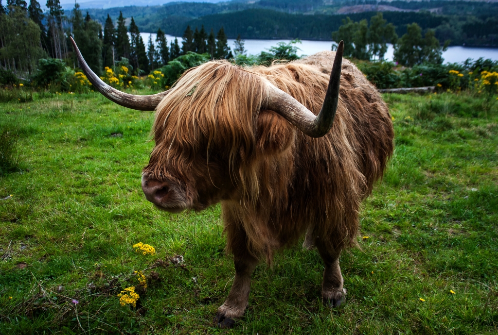 Highlander Cow