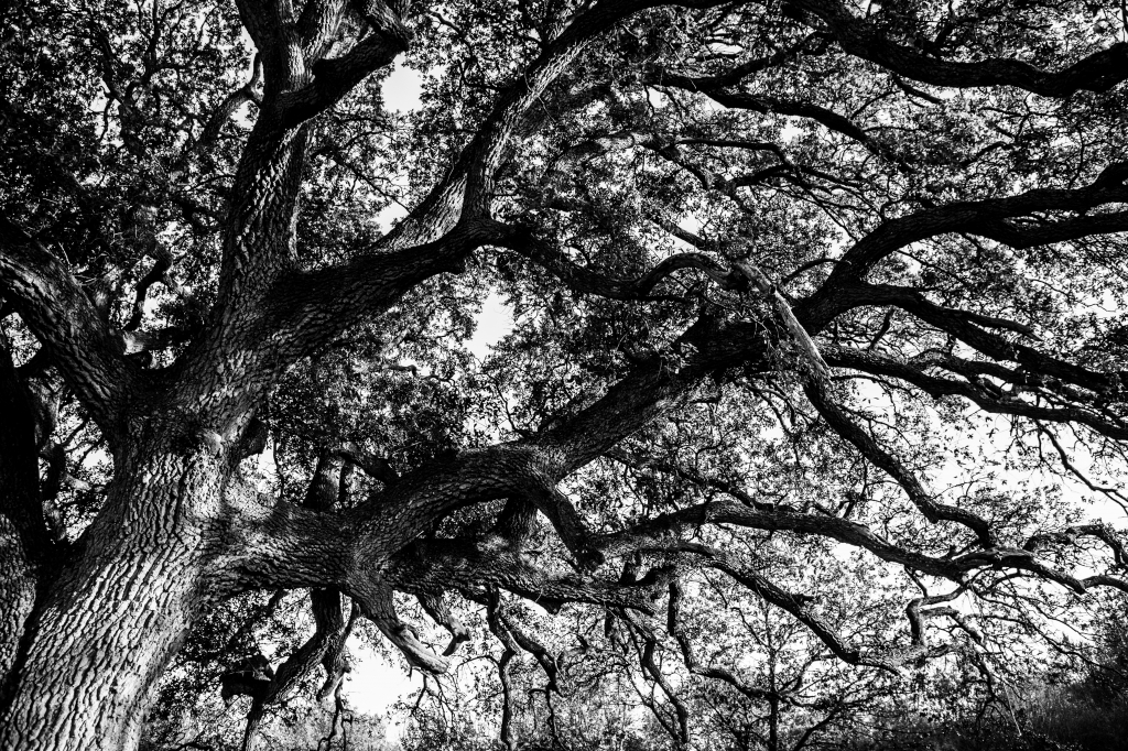 The big tree
