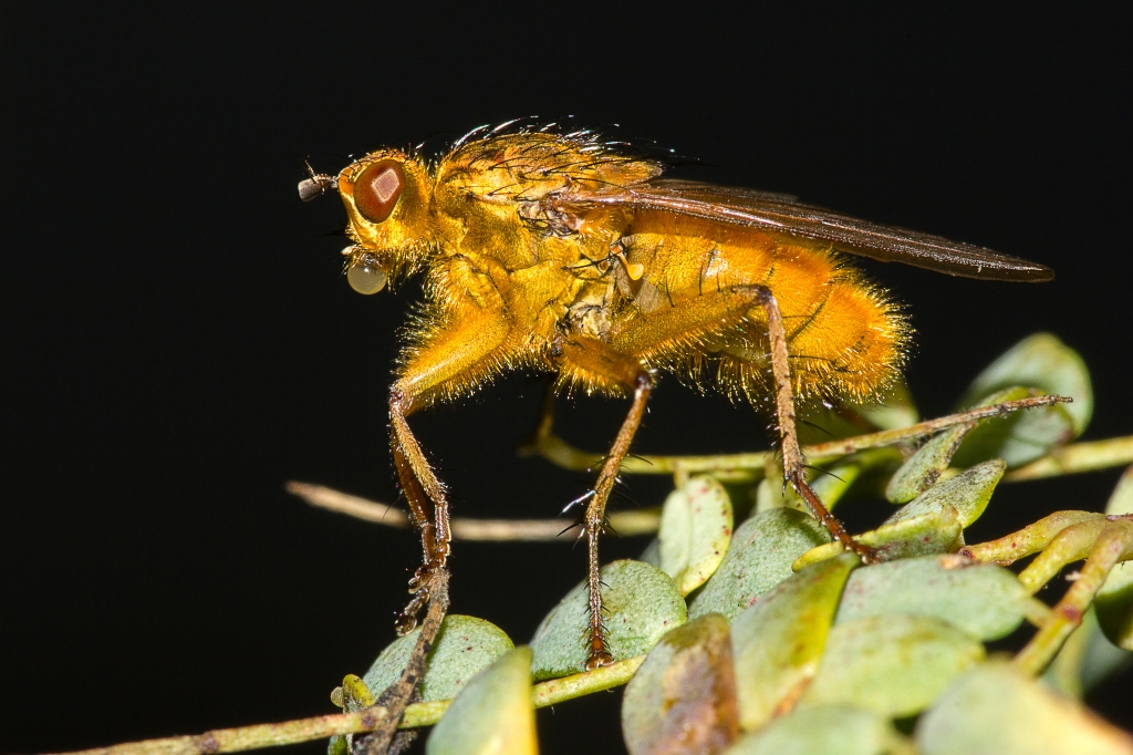 Oro naturale