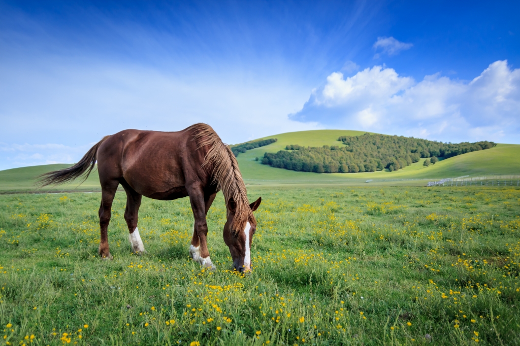 Wild Horses 01