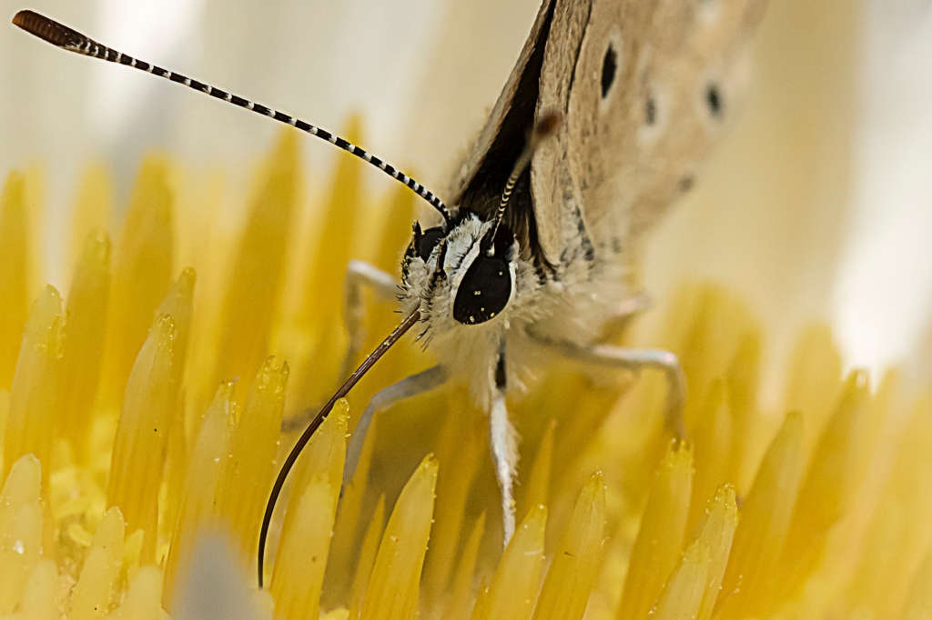 Farfalla
