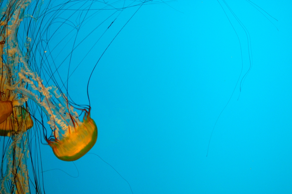 Meduse