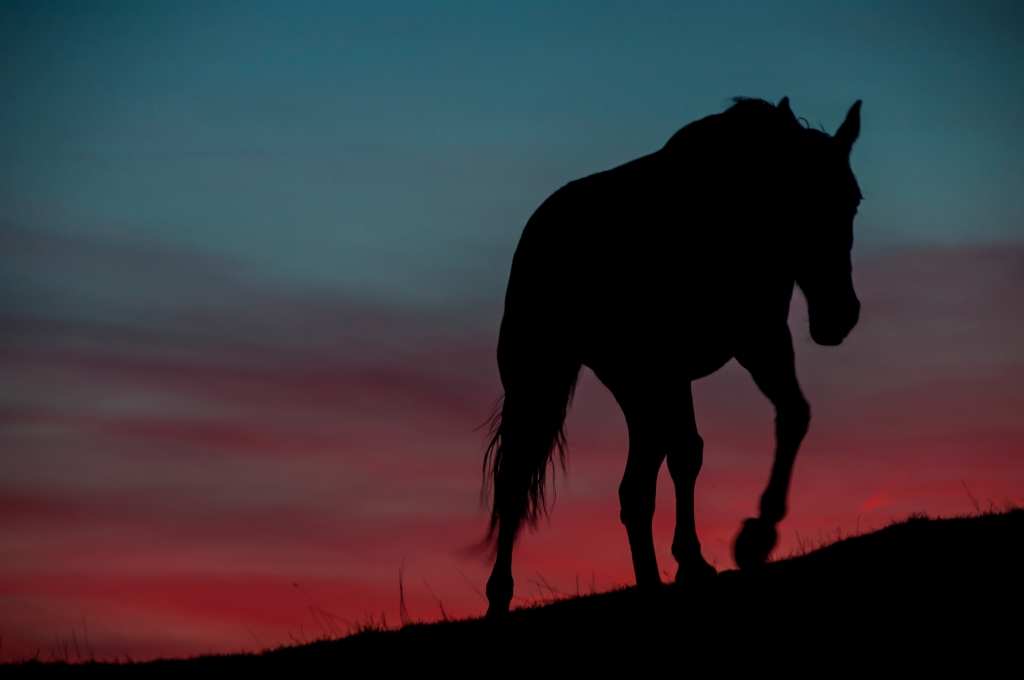 Cavallo al tramonto