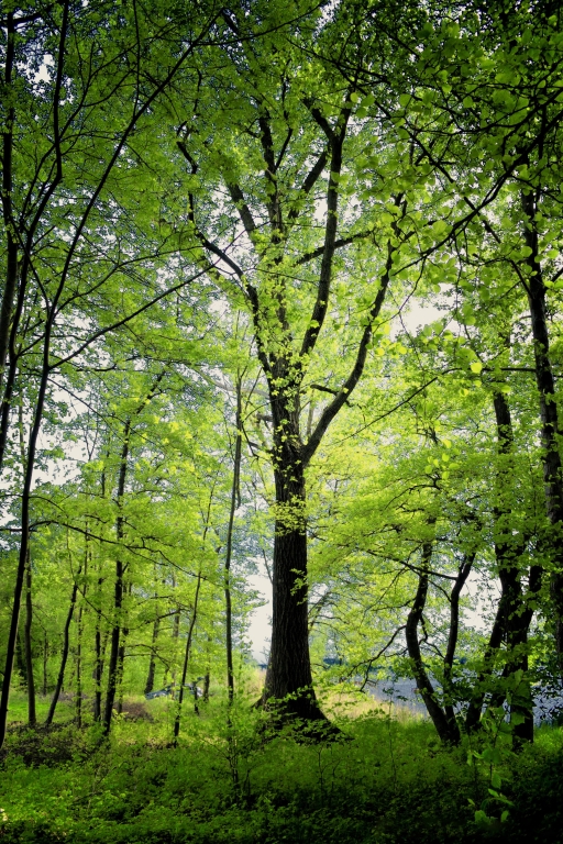 Bosco, lago di Varese