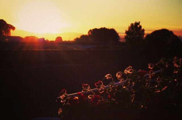 Flowers in Sunrise