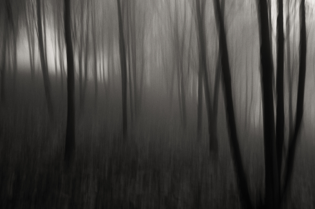 Nel bosco nebbioso
