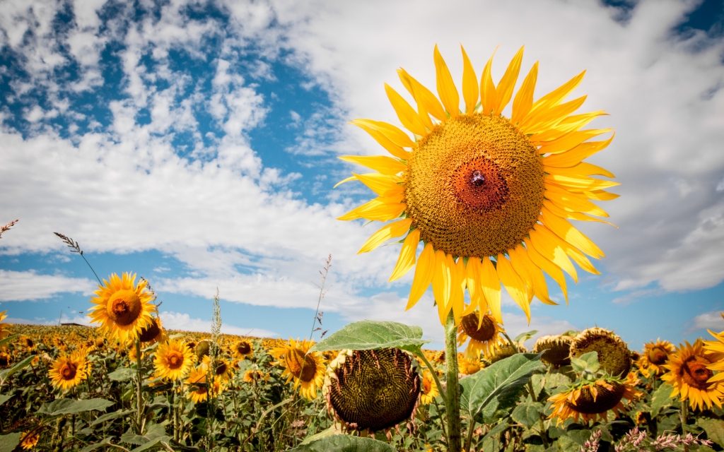 L'Ape e il Girasole