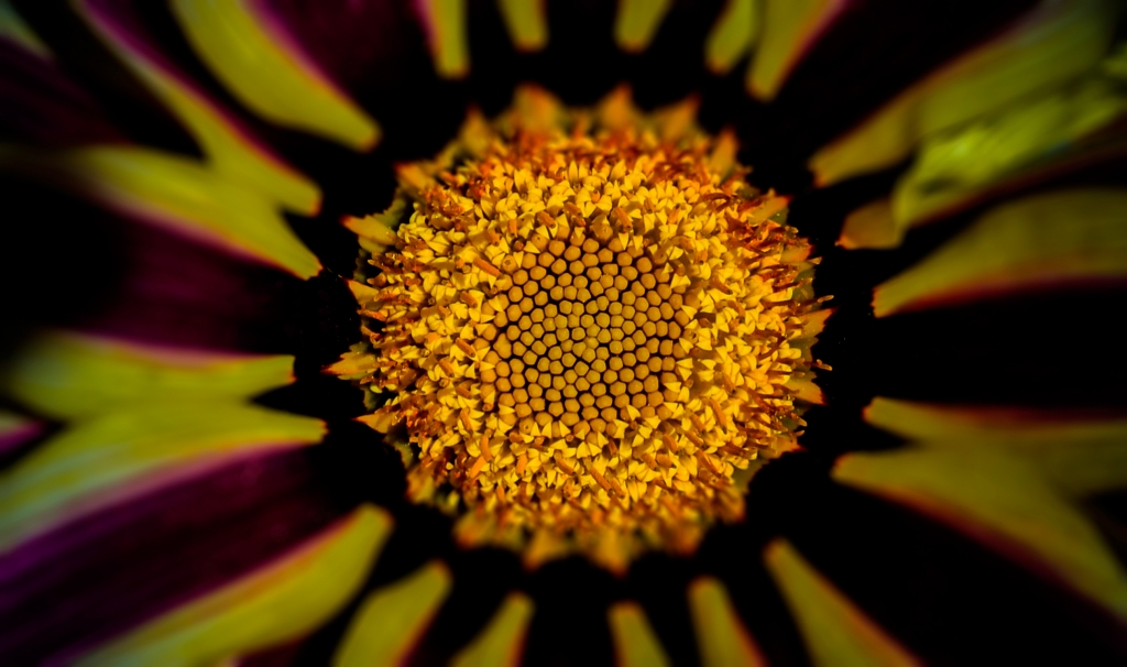 Macro Spring