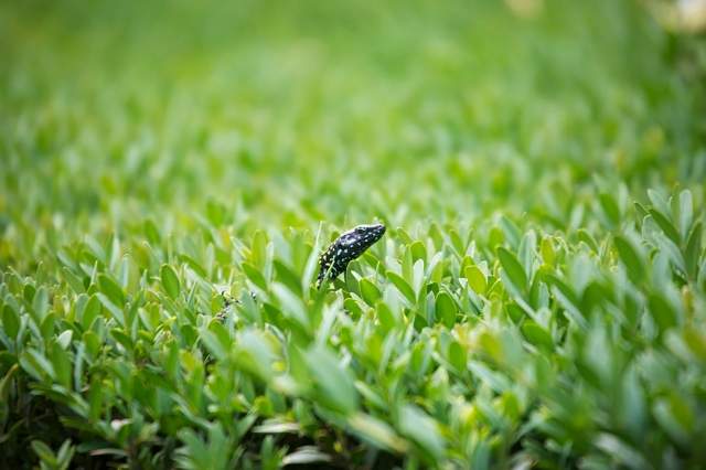 Spuntando nel verde · cchianese