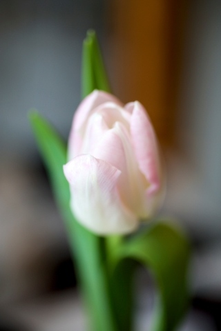Tulipano svedese