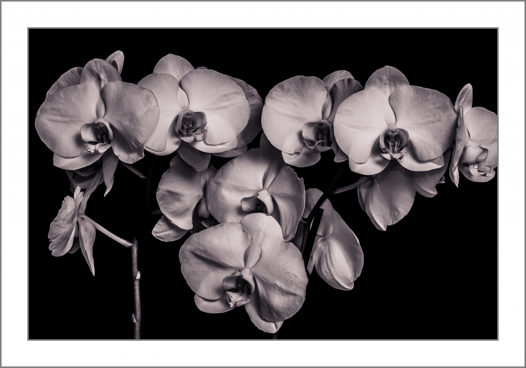 orchidee