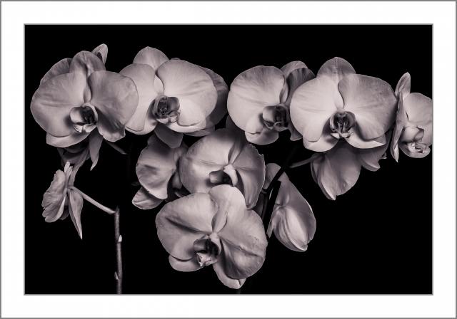orchidee · nicolaprete