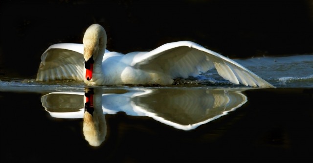 Eleganza in natura