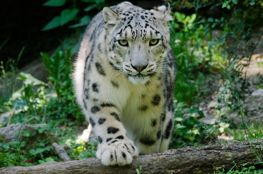 leopardo