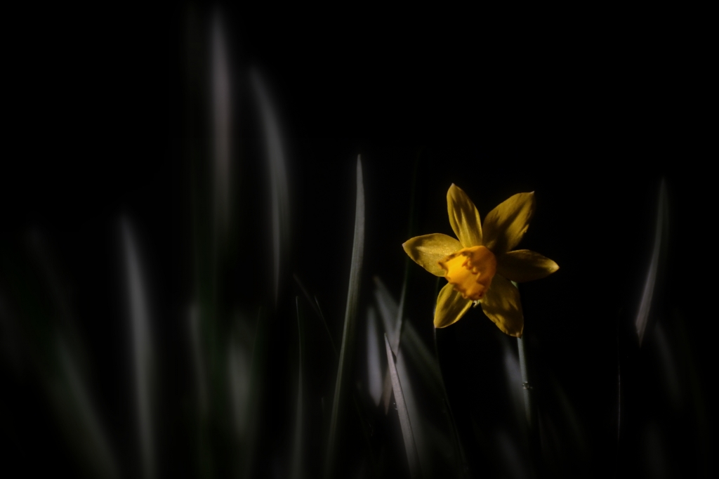Printemps