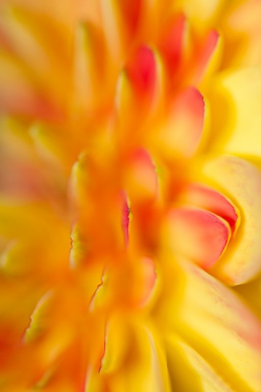 Macro Gerbera