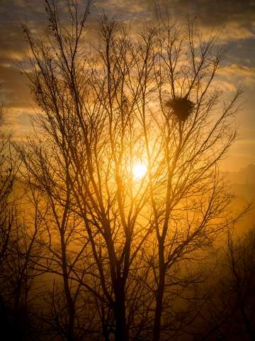 Alba Dorata tra i Rami