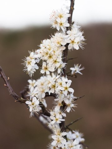 Rametto Fiorito