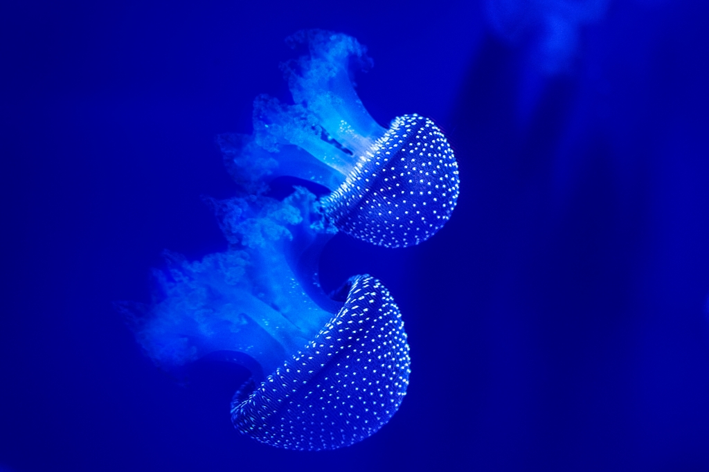 Magical BLUE