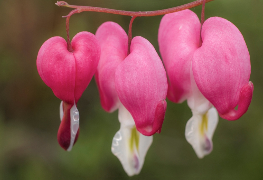Near the hearts
