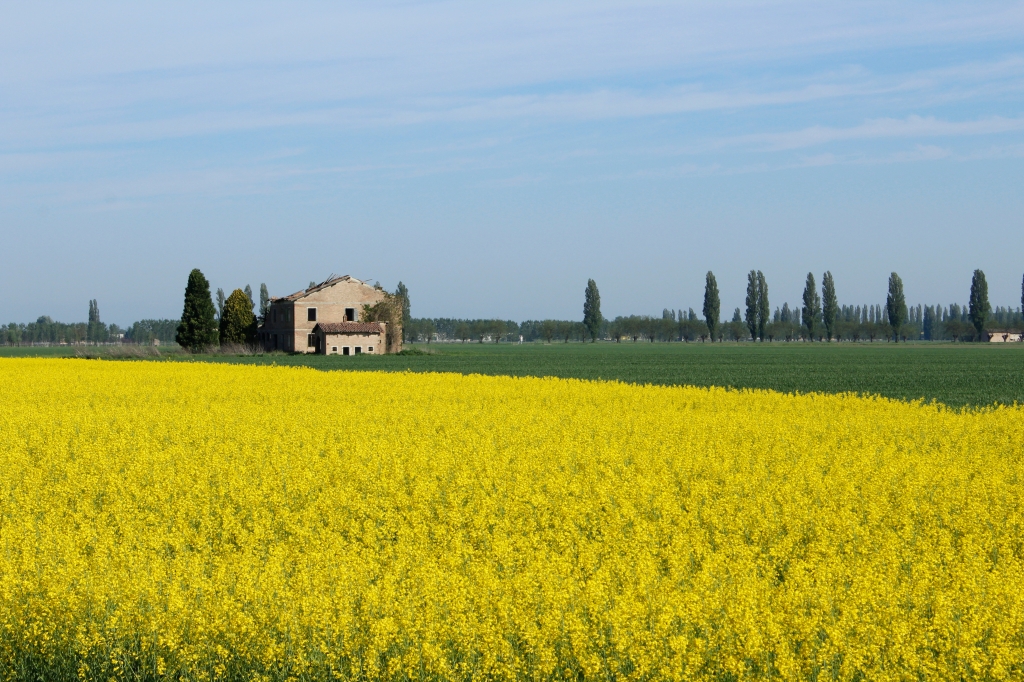 Campo di colza