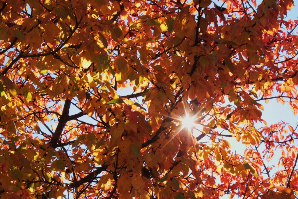 WELCOME AUTUMN