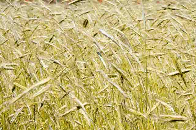 Campo di grano