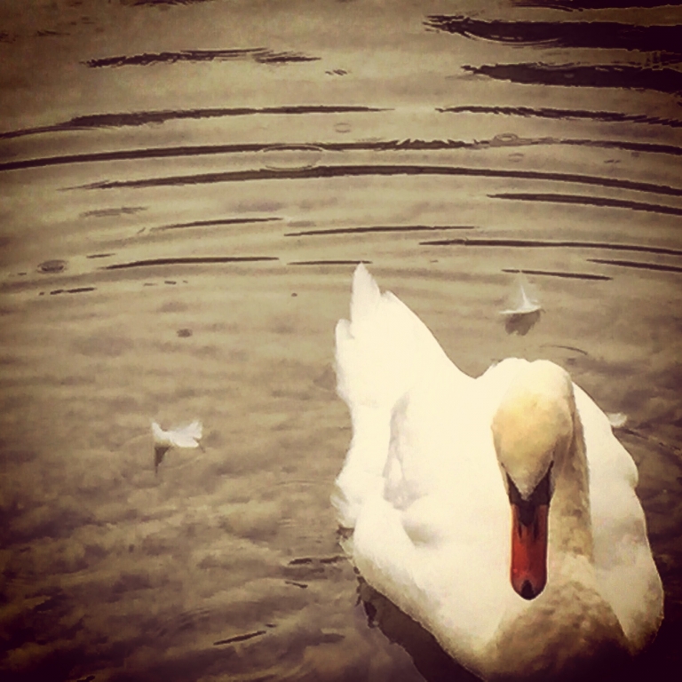 Lago romantico - il cigno