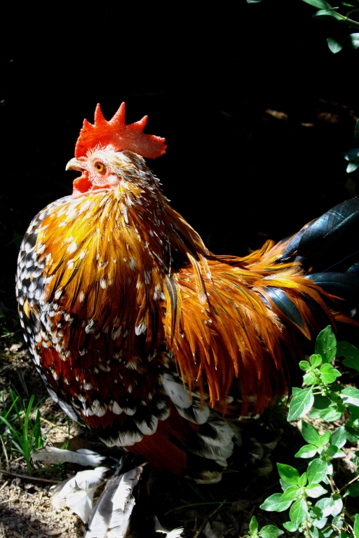 Il gallo con gli stivali