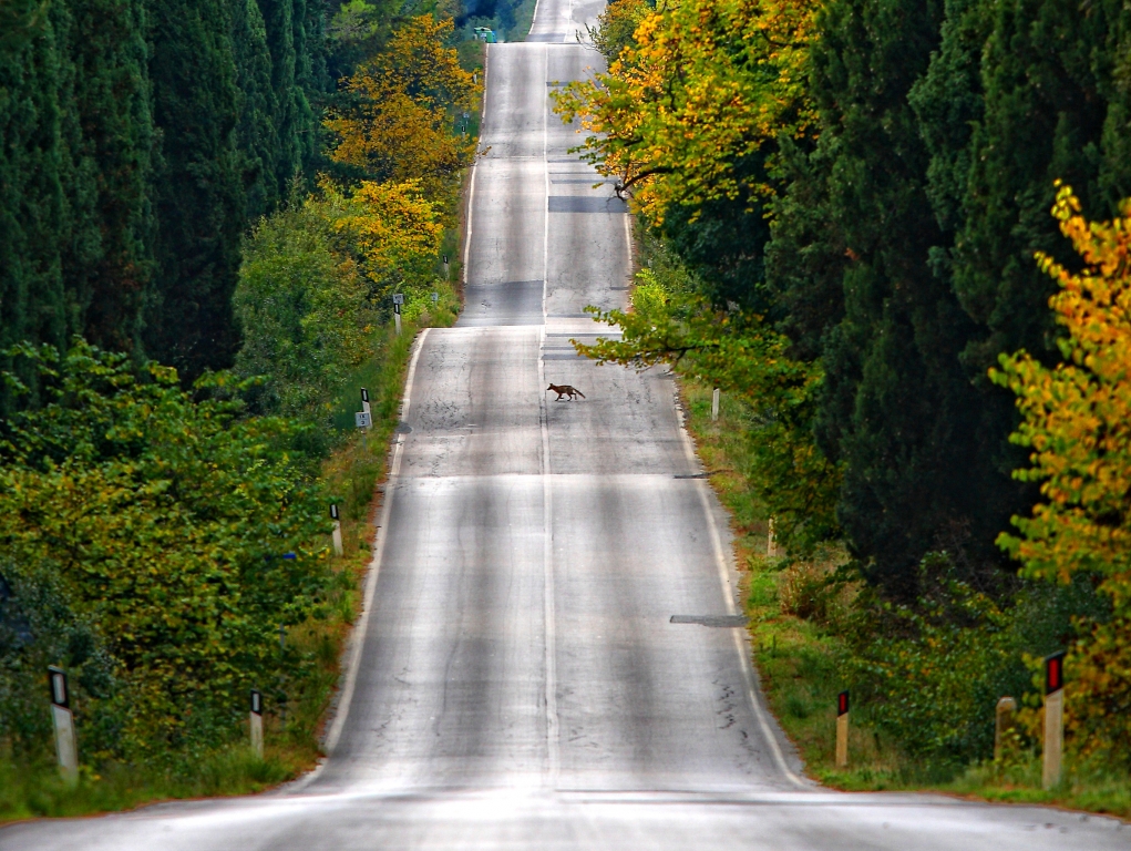 Attraversamento volpi