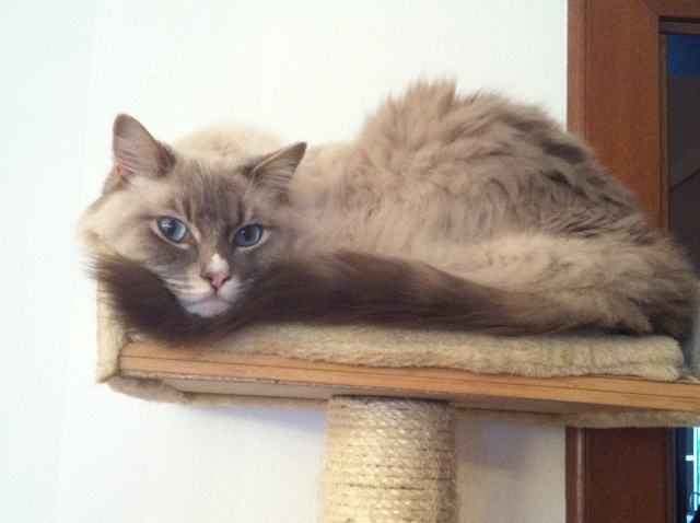 Sguardo espressivo di gatto