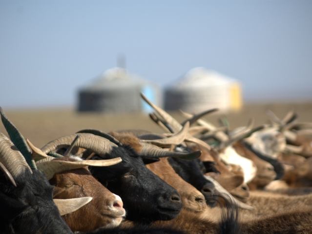 La ricchezza in Mongolia