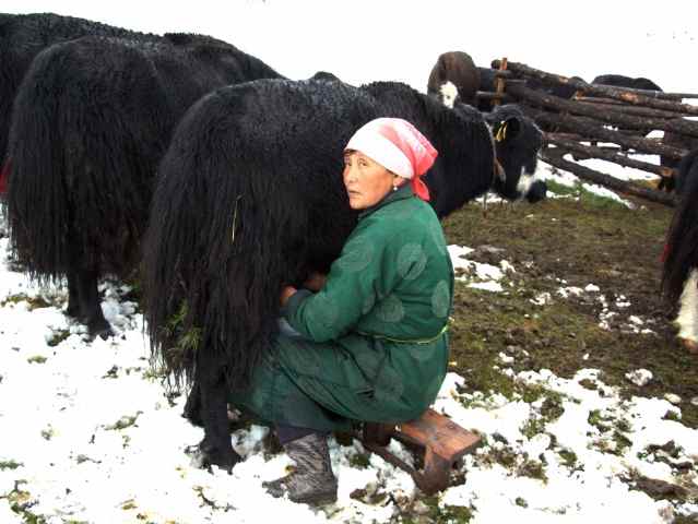 Mungitura invernale
