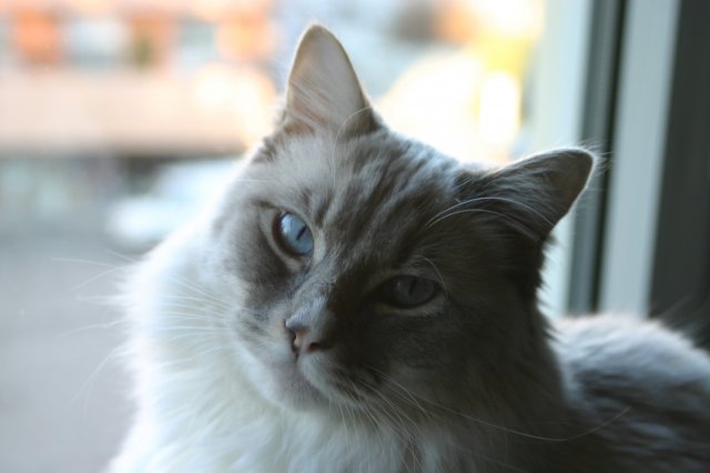 Gatto Rag Dool