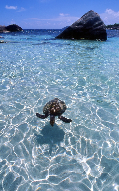 Turtle Life