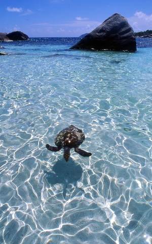 Turtle Life