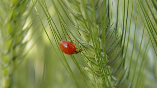 FORTUNA TRA LE SPIGHE DI GRANO