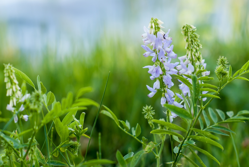 Fiori lilla su bokeh verde